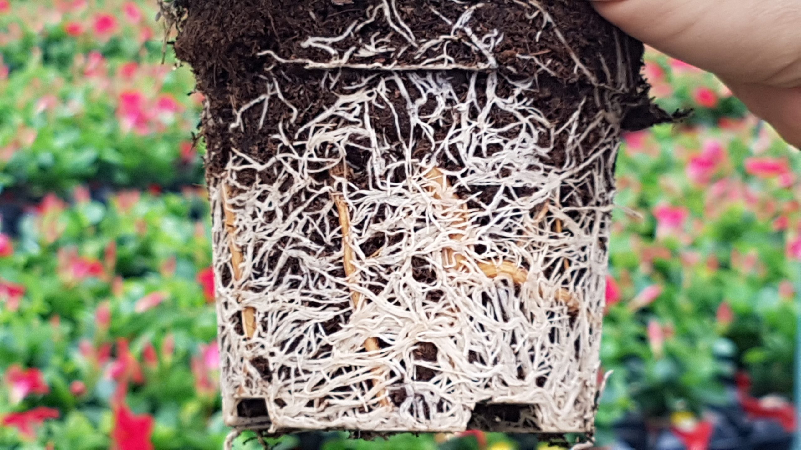 Sağlıklı fide üretimi