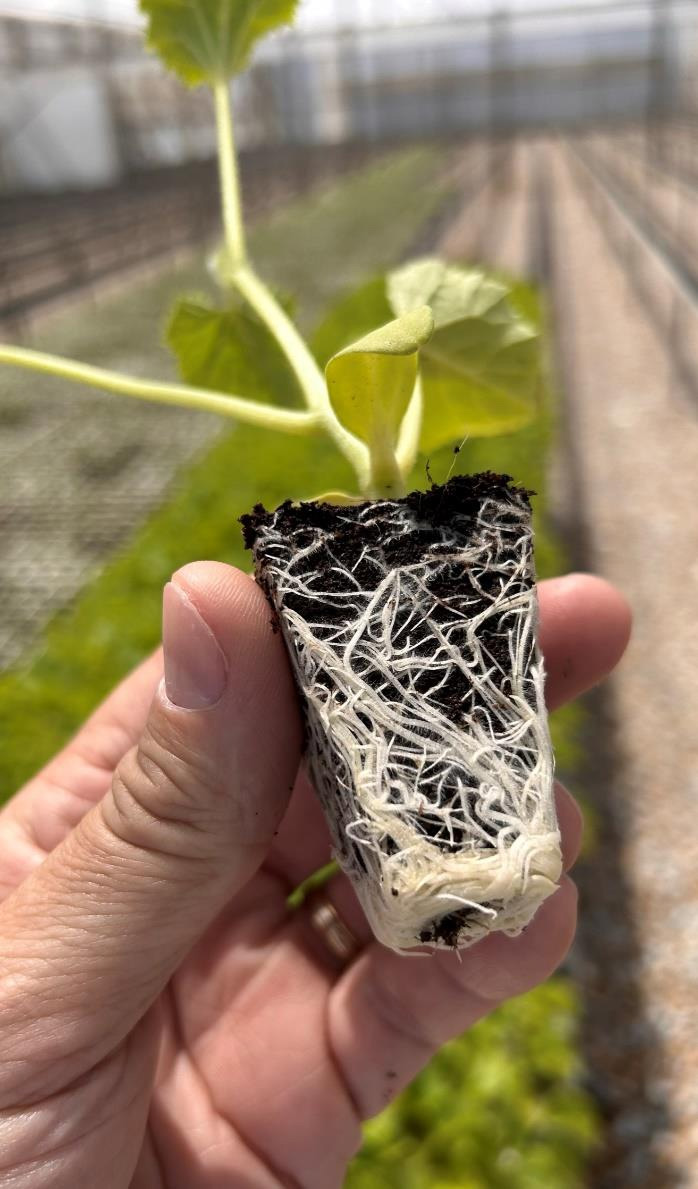 Sağlıklı kök gelişimi - HIDROBLUE sistemi