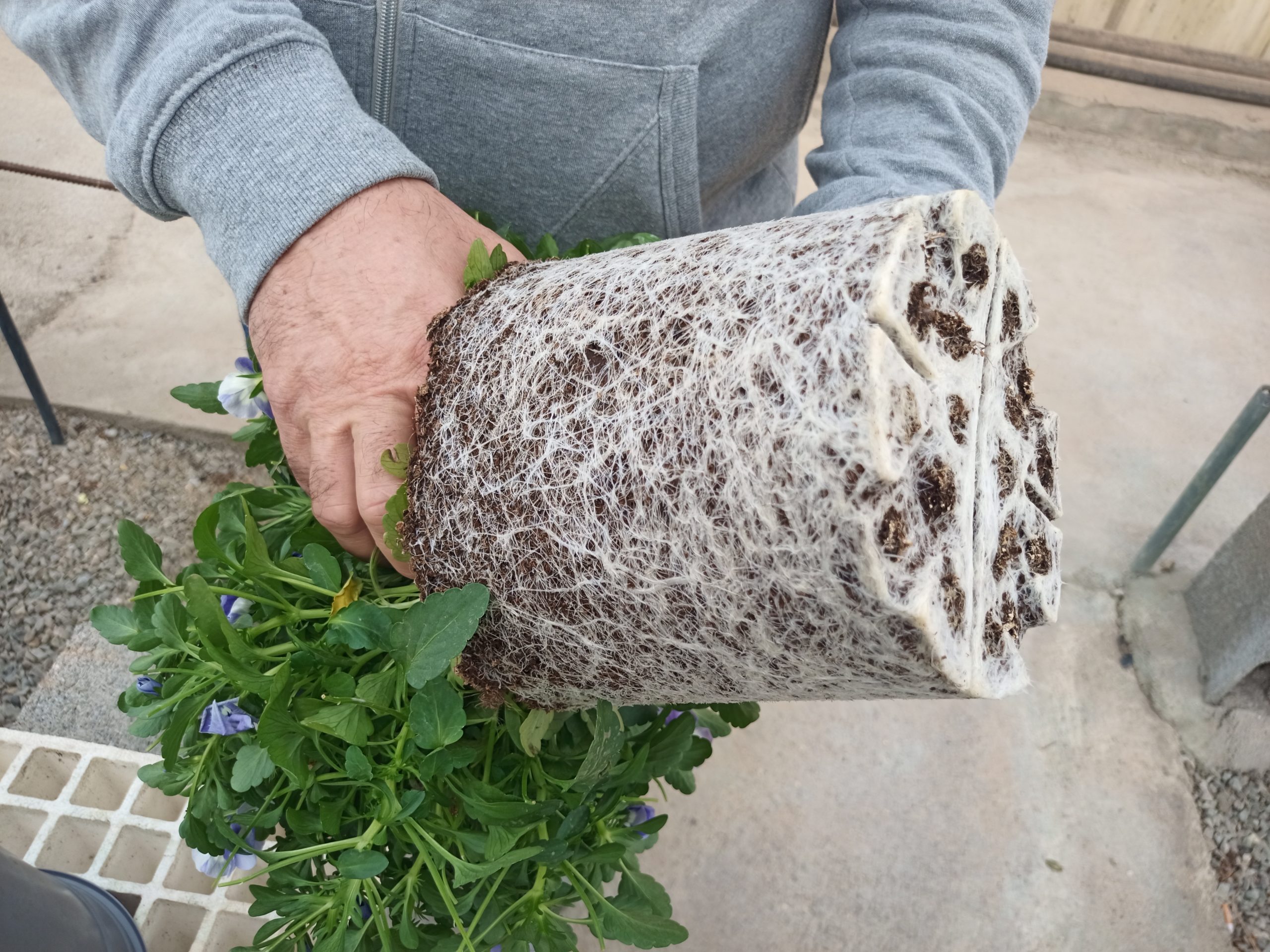 Sera içi bitki gelişimi