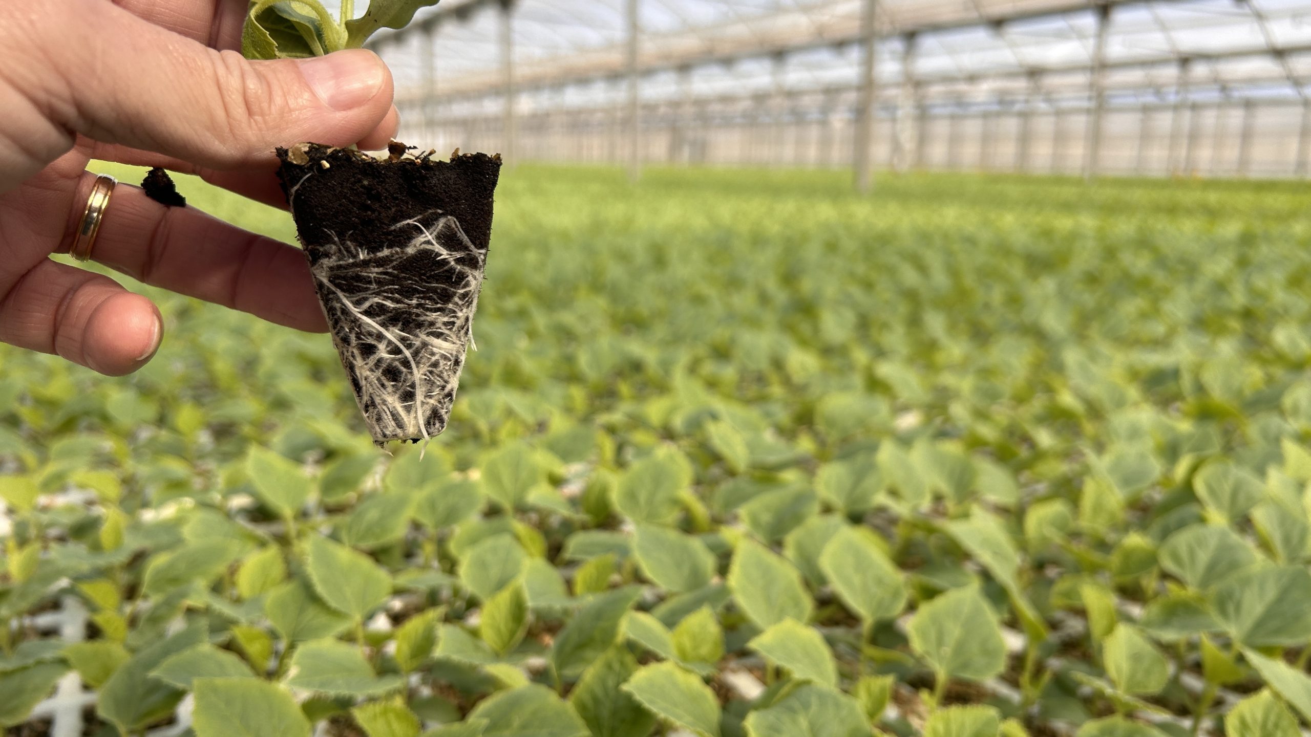 Güçlü kök yapısı