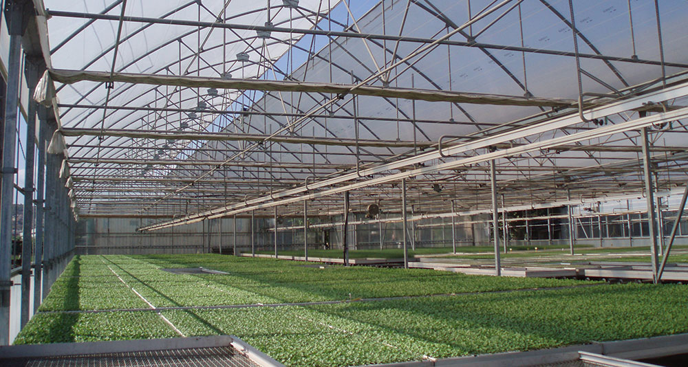 Gotik Çatılı Çok Açıklıklı Sera