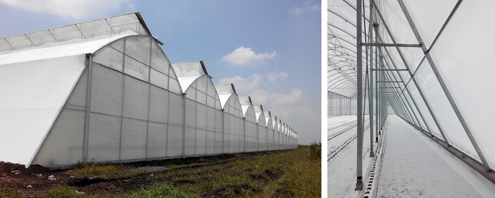 Ekstra Geniş Gotik Sera - Çift Görünüm