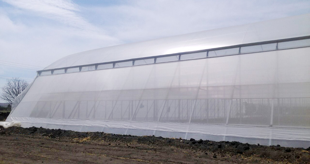 Tropikal Gotik Çatılı Çok Açıklıklı Sera (G-9.60-KS Modeli)