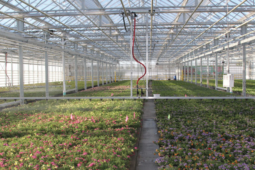 Süs Bitkisi Üretimi